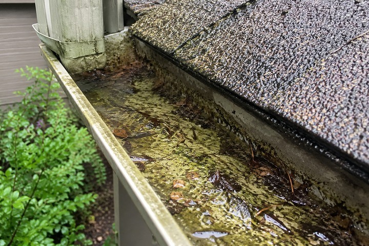 Standing water and green algae sludge filling a gutter after Georgia pollen season, with a downspout and shrubs below