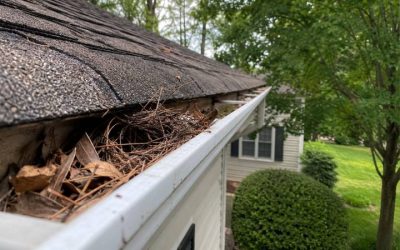 What’s Nesting in Your Georgia Gutters? Birds, Squirrels, and Wasps