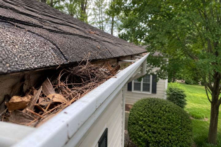 What’s Nesting in Your Georgia Gutters? Birds, Squirrels, and Wasps