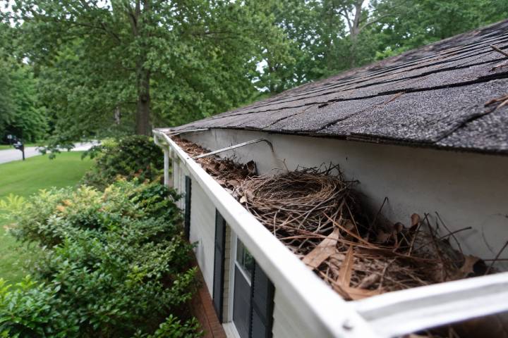 Bird nest sitting in a clogged gutter full of pine straw and dead leaves on a Georgia home
